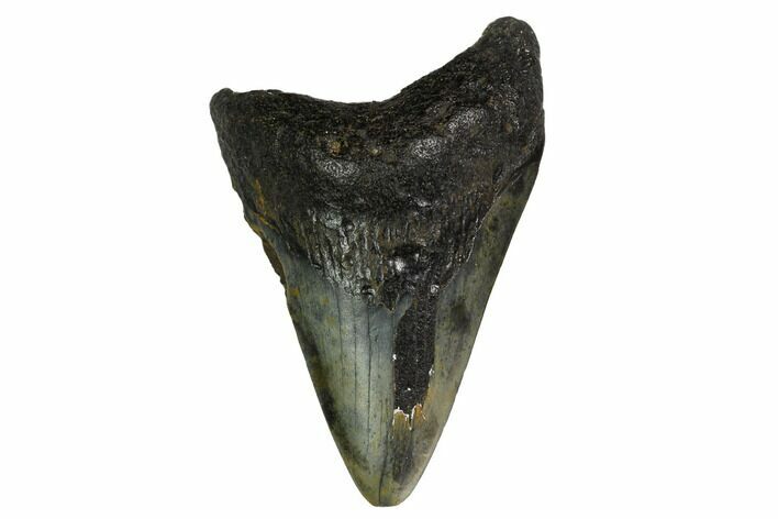 Bargain, Fossil Megalodon Tooth - North Carolina #153135